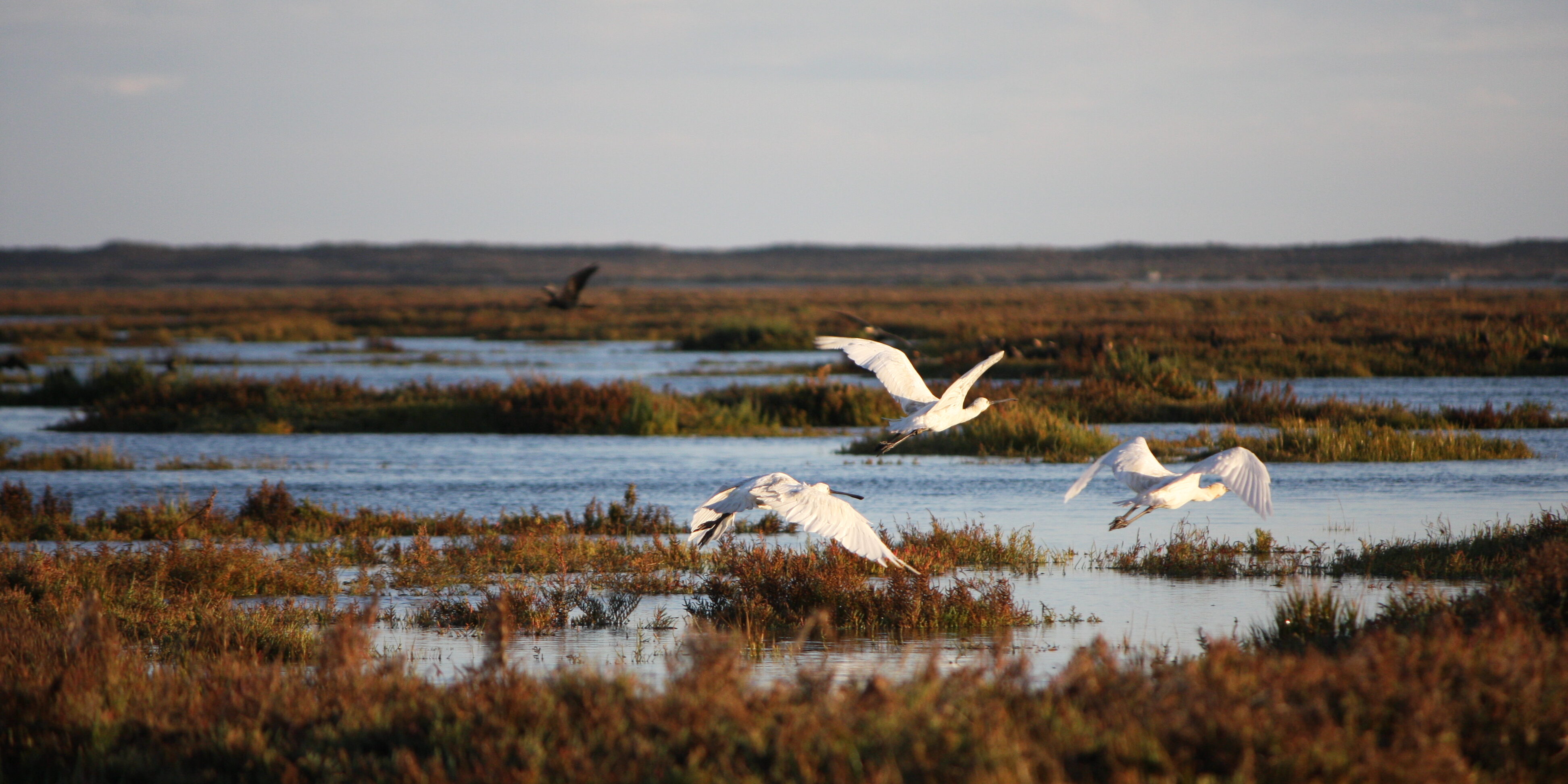 birdwatching_ria-formosa_-nov-09-22